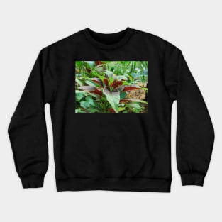 Amaranthus Tricolor Crewneck Sweatshirt